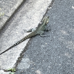 Intellagama lesueurii howittii (Gippsland Water Dragon) at Acton, ACT - 19 Feb 2023 by Hejor1