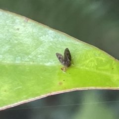 Psychodidae sp. (family) (TBC) at Acton, ACT - 19 Feb 2023 by Hejor1