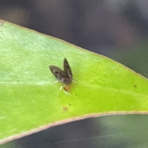 Psychodidae sp. (family) at Acton, ACT - 19 Feb 2023