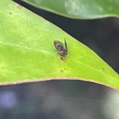 Psychodidae sp. (family) at Acton, ACT - 19 Feb 2023