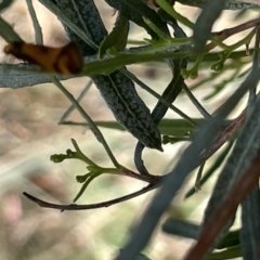 Olbonoma triptycha (Chezela Group) at Mount Ainslie - 24 Feb 2023 by Hejor1