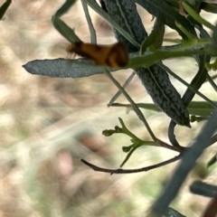 Olbonoma triptycha at Ainslie, ACT - 24 Feb 2023