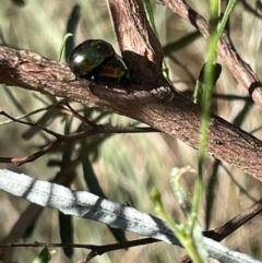 Callidemum hypochalceum (Hop-bush leaf beetle) at Ainslie, ACT - 24 Feb 2023 by Hejor1