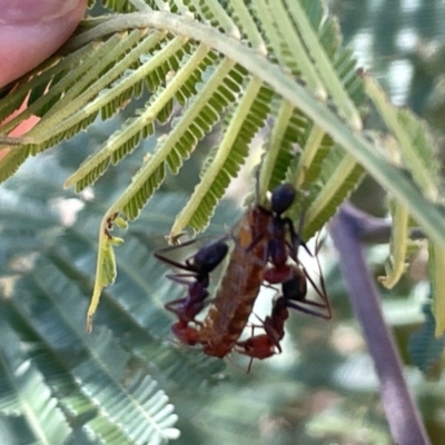 Iridomyrmex purpureus (Meat Ant) at Mount Ainslie - 25 Feb 2023 by Hejor1
