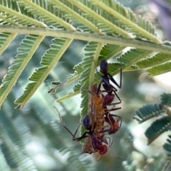 Iridomyrmex purpureus at Ainslie, ACT - 25 Feb 2023