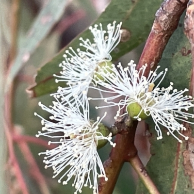 Eucalyptus bridgesiana (Apple Box) at Campbell, ACT - 2 Mar 2023 by Hejor1