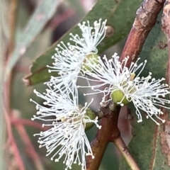 Eucalyptus bridgesiana (Apple Box) at Campbell, ACT - 2 Mar 2023 by Hejor1