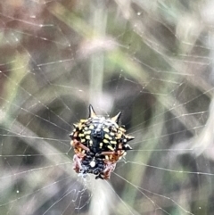 Austracantha minax (Christmas Spider, Jewel Spider) at Mount Ainslie - 2 Mar 2023 by Hejor1