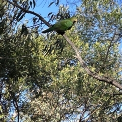 Polytelis swainsonii at Hackett, ACT - 3 Mar 2023