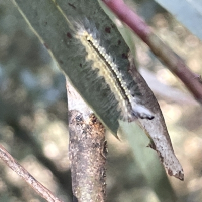 Uraba lugens (Gumleaf Skeletonizer) at Mount Majura - 3 Mar 2023 by Hejor1