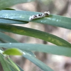 Erechthias mystacinella (Tineidae) at Hackett, ACT - 3 Mar 2023 by Hejor1