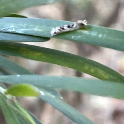 Lepidoscia (genus) ADULT at Mount Majura - 3 Mar 2023 by Hejor1