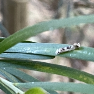 Erechthias mystacinella at Hackett, ACT - 3 Mar 2023