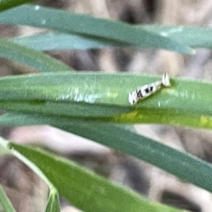 Erechthias mystacinella at Hackett, ACT - 3 Mar 2023 05:53 PM