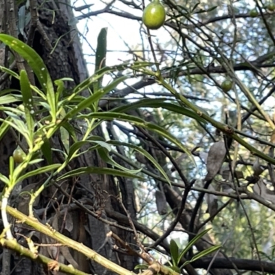 Solanum linearifolium (Kangaroo Apple) at Hackett, ACT - 3 Mar 2023 by Hejor1