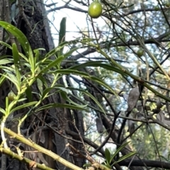 Solanum linearifolium (Kangaroo Apple) at Hackett, ACT - 3 Mar 2023 by Hejor1