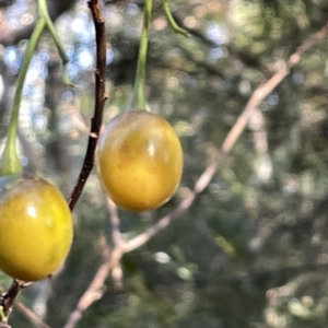 Solanum linearifolium at Hackett, ACT - 3 Mar 2023 05:57 PM