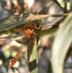 Ichneumonoidea (Superfamily) (A species of parasitic wasp) at Mount Majura - 3 Mar 2023 by Hejor1