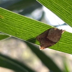 Epiphyas postvittana (Light Brown Apple Moth) at Mount Majura - 3 Mar 2023 by Hejor1