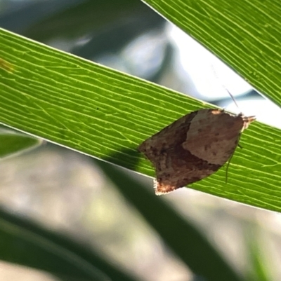 Epiphyas postvittana (Light Brown Apple Moth) at Hackett, ACT - 3 Mar 2023 by Hejor1