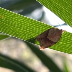 Epiphyas postvittana (Light Brown Apple Moth) at Hackett, ACT - 3 Mar 2023 by Hejor1