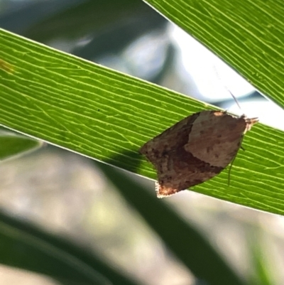 Epiphyas postvittana (Light Brown Apple Moth) at Mount Majura - 3 Mar 2023 by Hejor1