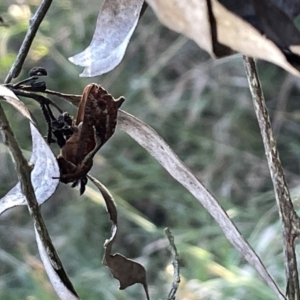 Elhamma australasiae at Hackett, ACT - 3 Mar 2023 06:48 PM