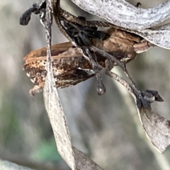 Elhamma australasiae at Hackett, ACT - 3 Mar 2023 06:48 PM