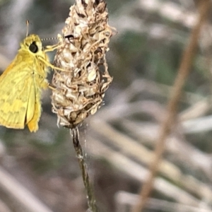 Ocybadistes walkeri at Hackett, ACT - 3 Mar 2023