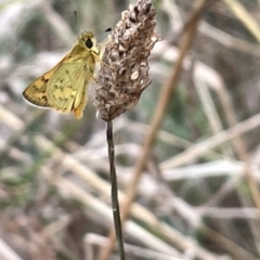 Ocybadistes walkeri at Hackett, ACT - 3 Mar 2023