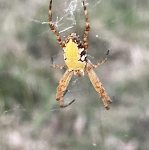 Cyrtophora moluccensis at Hackett, ACT - 3 Mar 2023