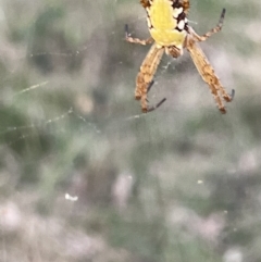 Cyrtophora moluccensis at Hackett, ACT - 3 Mar 2023