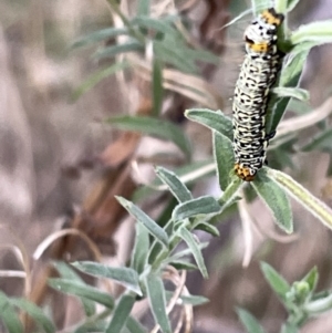 Phalaenoides tristifica at Hackett, ACT - 3 Mar 2023