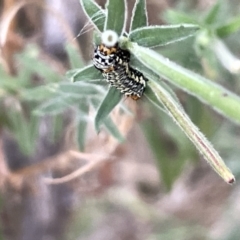 Phalaenoides tristifica at Hackett, ACT - 3 Mar 2023