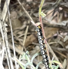 Phalaenoides tristifica at Hackett, ACT - 3 Mar 2023