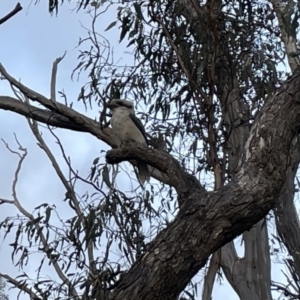 Dacelo novaeguineae at Hackett, ACT - 3 Mar 2023 07:33 PM