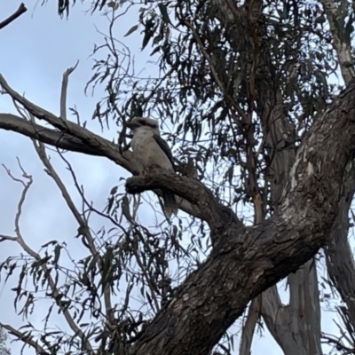 Dacelo novaeguineae (Laughing Kookaburra) at Hackett, ACT - 3 Mar 2023 by Hejor1