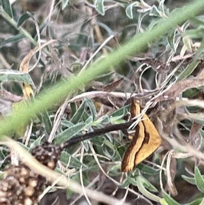 Anachloris subochraria (Golden Grass Carpet (Ennominae)) at Hackett, ACT - 3 Mar 2023 by Hejor1