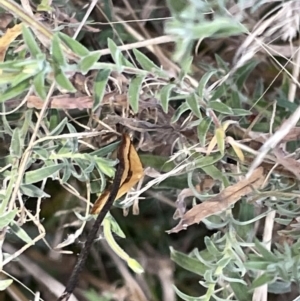 Anachloris subochraria at Hackett, ACT - 3 Mar 2023 07:17 PM