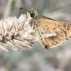 Dispar compacta (Barred Skipper) at Mount Majura - 3 Mar 2023 by Hejor1