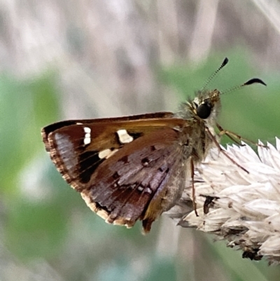 Dispar compacta (Barred Skipper) at Mount Majura - 3 Mar 2023 by Hejor1