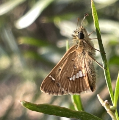 Dispar compacta (Barred Skipper) at Mount Majura - 3 Mar 2023 by Hejor1