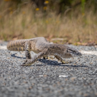 Varanus rosenbergi (Heath or Rosenberg's Monitor) at Namadgi National Park - 26 Feb 2023 by DonFletcher