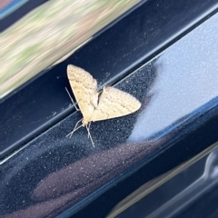 Scopula rubraria (Reddish Wave, Plantain Moth) at Molonglo Valley, ACT - 11 Mar 2023 by JimL