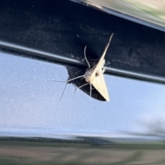 Scopula rubraria at Molonglo Valley, ACT - 12 Mar 2023