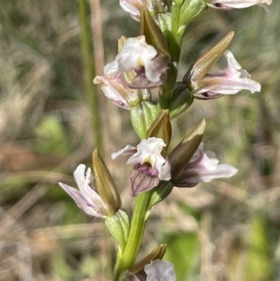 Paraprasophyllum alpestre (Mauve leek orchid) at Cotter River, ACT - 13 Mar 2023 by HaukeKoch