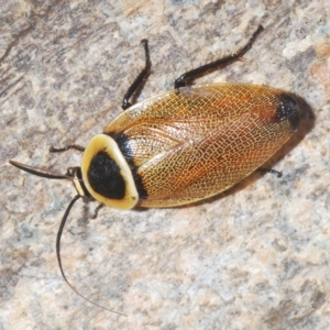 Ellipsidion australe at Franklin, ACT - 11 Mar 2023