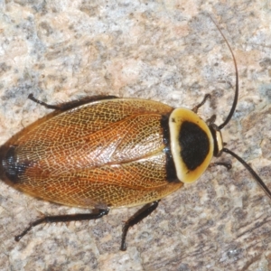 Ellipsidion australe at Franklin, ACT - 11 Mar 2023