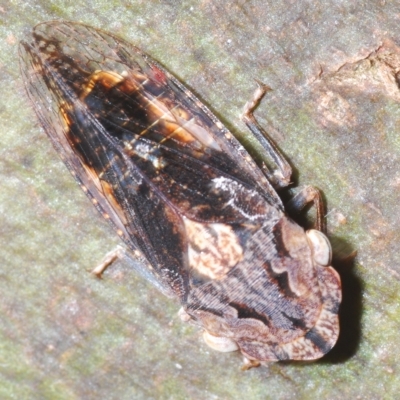 Stenocotis depressa (Leafhopper) at Budjan Galindji (Franklin Grassland) Reserve - 11 Mar 2023 by Harrisi