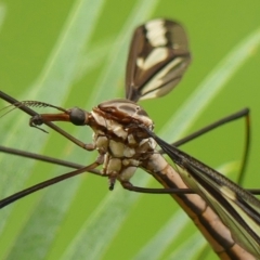 Ischnotoma (Ischnotoma) eburnea (A Crane Fly) at Wingecarribee Local Government Area - 3 Mar 2023 by Curiosity